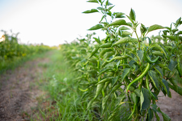 hot green pepper on plant. Home garden of plants that suffers from severe drought and hot sun