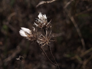 flowers in garden