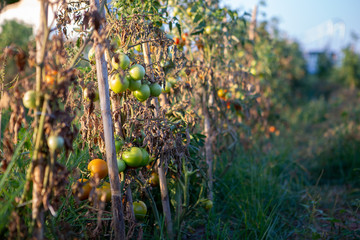 Cherry tomatoes of various ripeness on tomato plant. Home garden of plants that suffers from severe...