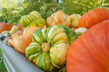 Farbenfrohe Kürbisse im Herbst