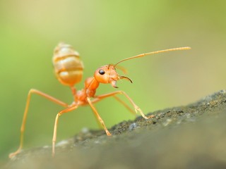ant on leaf