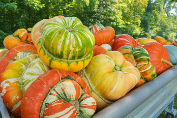 Farbenfrohe Kürbisse im Herbst