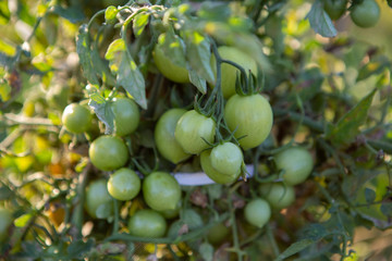 Cherry tomatoes of various ripeness on tomato plant. Home garden of plants that suffers from severe drought and hot sun