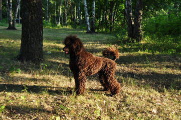 big brown poodle
