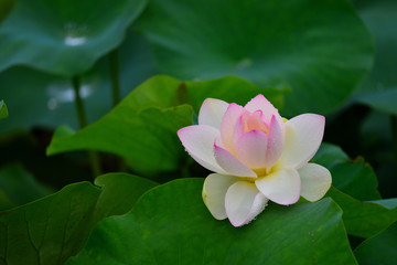 Obraz na płótnie Canvas 鵠沼の蓮池に咲くハスの花
