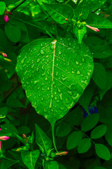 green sacred fig leaf with water drops