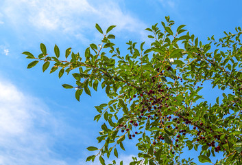 Sprig with cherry berries against the sky. Concept of healthy environmentally friendly products.