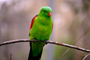 this is a red winged parrot on a twig