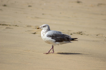 Seagul on sand