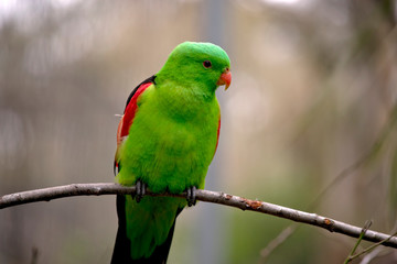 Fototapeta na wymiar a red winged parrot