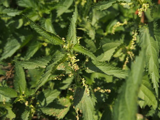 green leaf with water drops