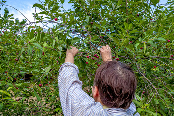 Fototapeta premium Harvesting cherries from a tree in an outdoor garden