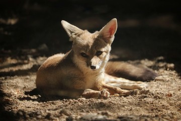 Fox