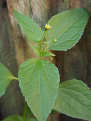 green leaves of a tree