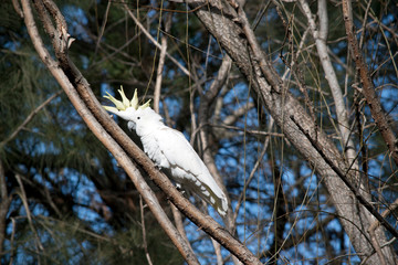 the sulphur crested cockatoo is resting