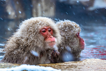 Fototapeta premium Japanese macaque or snow Japanese monkey with onsen at snow monkey park or Jigokudani Yaen-Koen in Nagano, Japan during the winter season