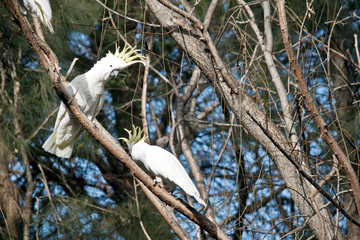 the two sulphur crested cockatoos are on a tree