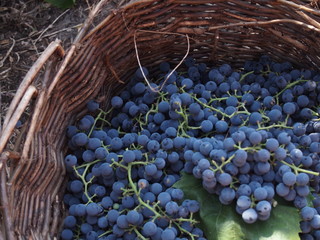 grapes in vineyard