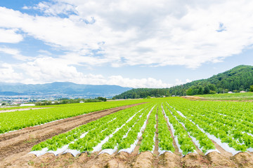 山形村のレタス畑