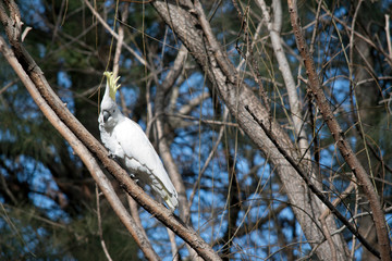 the sulphur crested cockatoo is resting