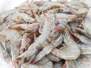 Sea food 01