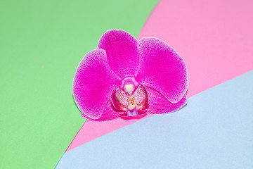 Orchid flower on a colorful background close-up