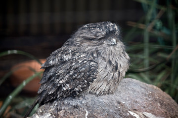 the tawny frogmouth is resting
