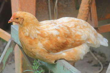 brown hen in the farm
