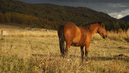 Horse in the Altai mountains at sunset