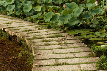 a duck crossing the path to a pond with lotus leaves
