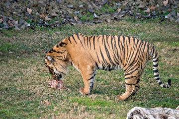 this is a side view of a tiger eating