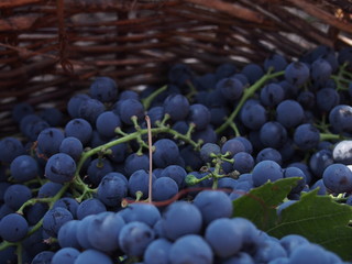 grapes on the vine