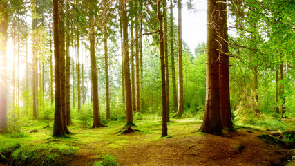 Idyllischer Wald mit großen Bäumen im Licht der Morgensonne