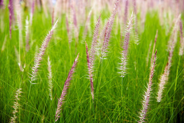 Fototapeta na wymiar flowers of African Fountain Grass, swaying along the wind in the ornamental garden with blurry green background in the morning Nature.