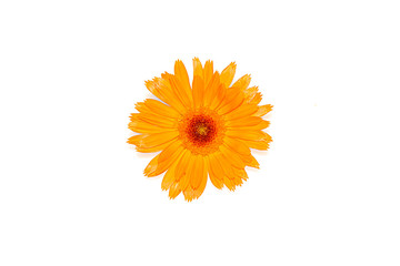 Yellow flower of calendula isolated on white background close-up with free space for text