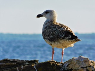 Seagull overlooking