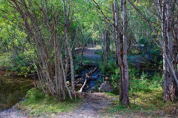  log crossing the river in the mountains