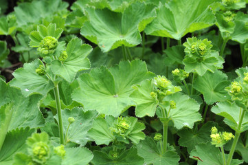 close-up of flowering ladys mantle in spring garden