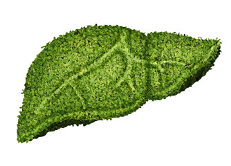 green leaves create liver human shape design with blood vessel