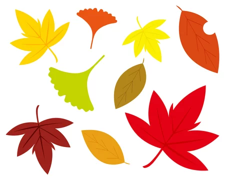 銀杏 イチョウ 葉 秋 落ち葉 イラスト 紅葉 落葉 楓 もみじ Stock Vector Adobe Stock