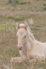 Fototapeta premium Wild Horse Foal Bedded in the Utah Desert