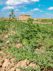 Fototapeta na wymiar A field with watermelons melons in a nature landscape. Agriculture in Asia.