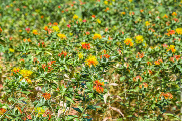 Blooming safflower bush on a field outdoors in nature. Landscape