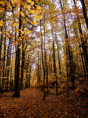 Fototapeta premium Polish forest in autumn.
