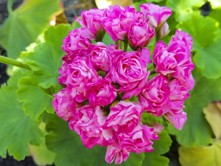 Pink geranium. Flower for the garden. Plants for gardening..