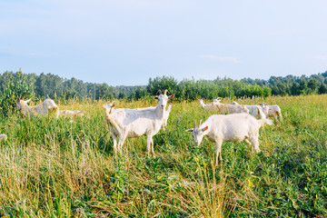Obraz na płótnie Canvas Herd of goats in the village in summer.