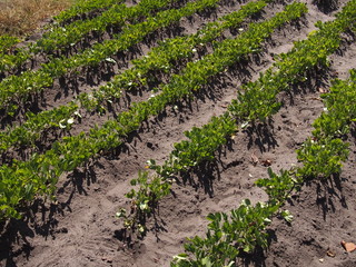 rows of young plants in a field