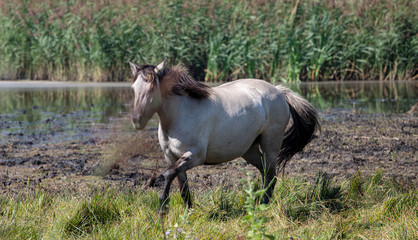 Obraz na płótnie Canvas Wild Ponies At The Lagoon