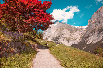 Amazing red Autumn tree in Grindelwald, Switzerland