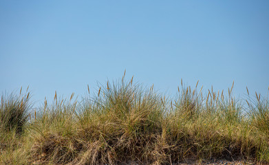 The Grasses on the Beach at Dunwich